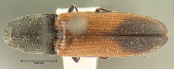 Media type: image;   Entomology 2527 Aspect: habitus dorsal view